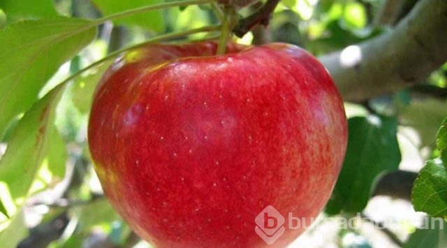 Bu besinler depresyondan koruyor