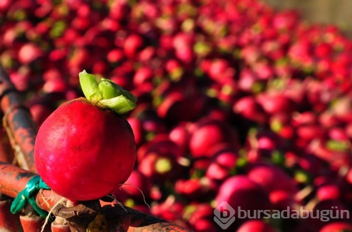 "Turp diyarında" hasat başladı