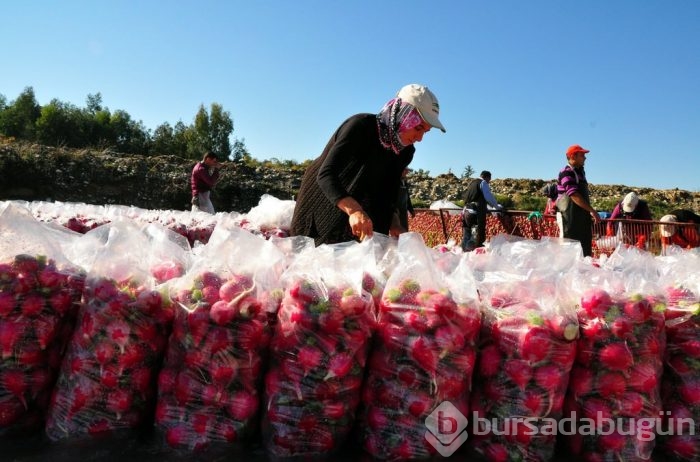 "Turp diyarında" hasat başladı