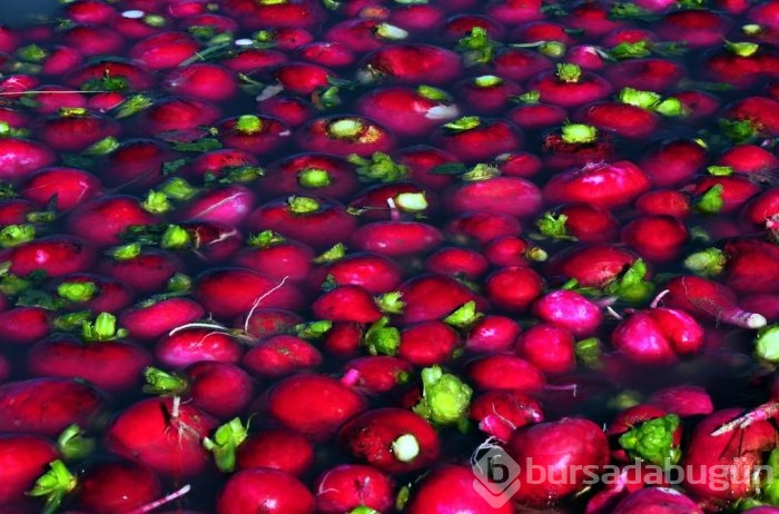 "Turp diyarında" hasat başladı