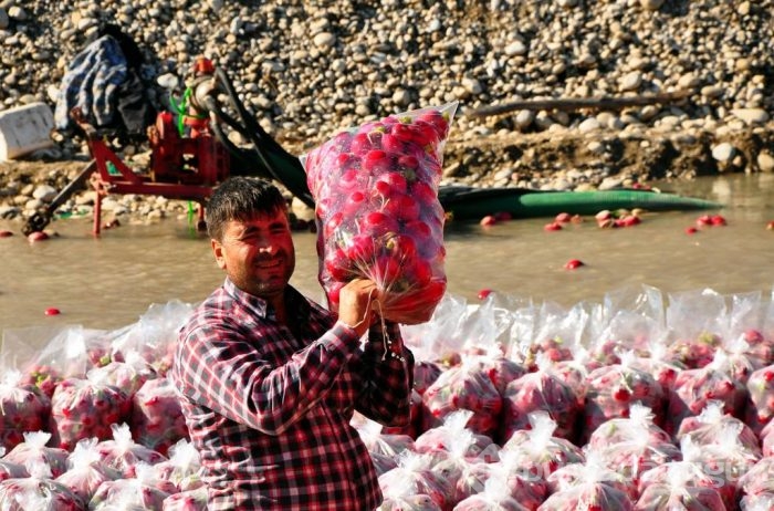"Turp diyarında" hasat başladı