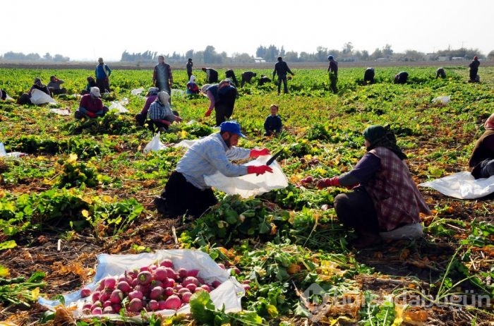 "Turp diyarında" hasat başladı