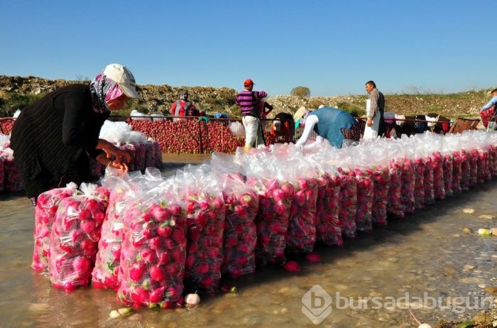 "Turp diyarında" hasat başladı