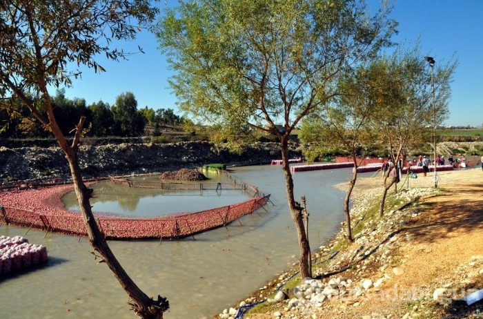 "Turp diyarında" hasat başladı