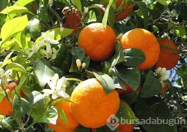 Sabahları aç karnına yememeniz gerekenler