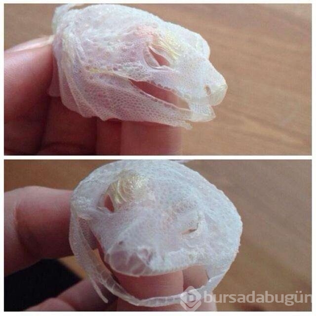 50 inanılmaz fotoğraf!