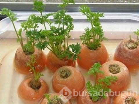 Çöp deyip attıklarınız bakın ne işe yarıyor