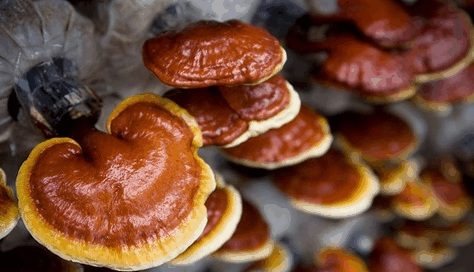 Ölümsüzlüğün kaynağı Kazdağlarından çıktı	