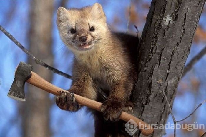 Bu fotoğraflar biraz farklı