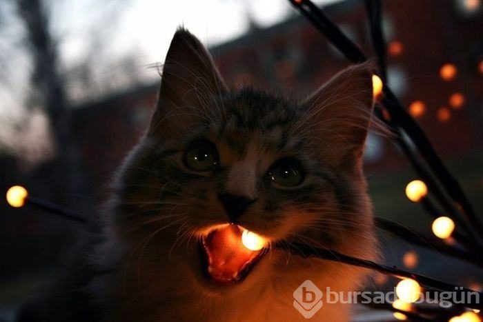 Bu fotoğraflar biraz farklı