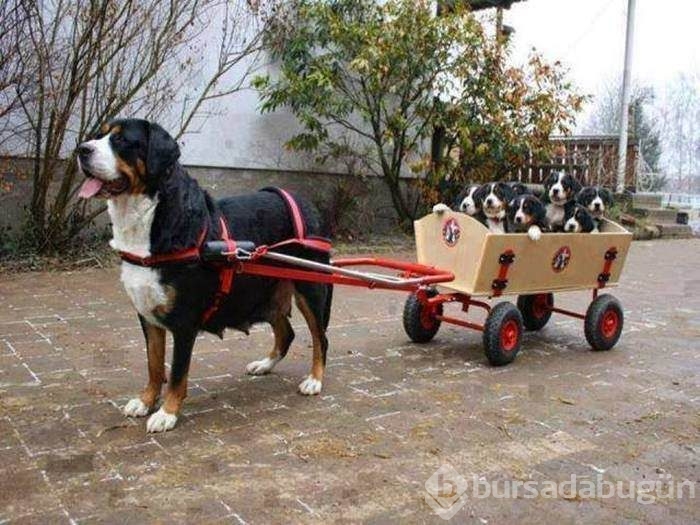 Bu fotoğraflar biraz farklı