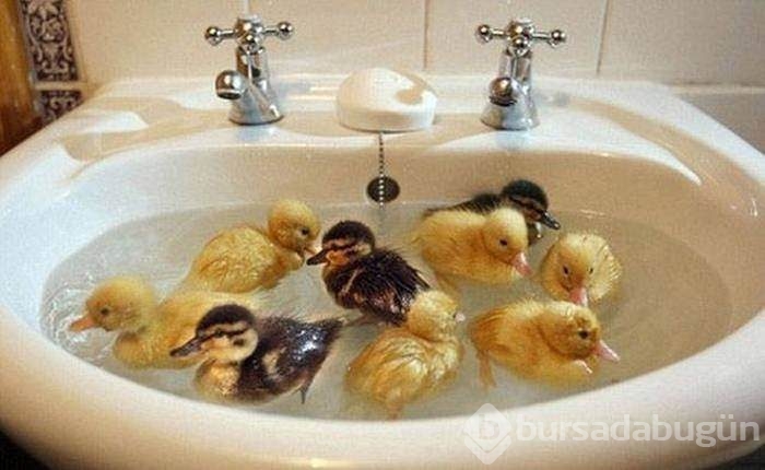 Bu fotoğraflar biraz farklı