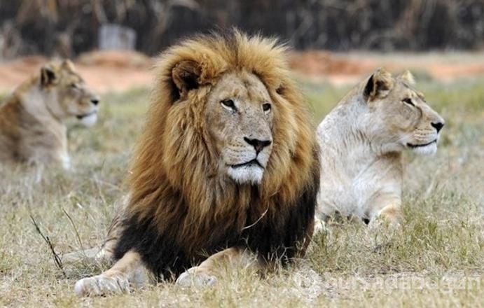 Safari kabusa döndü... Hatası hayatına maloldu