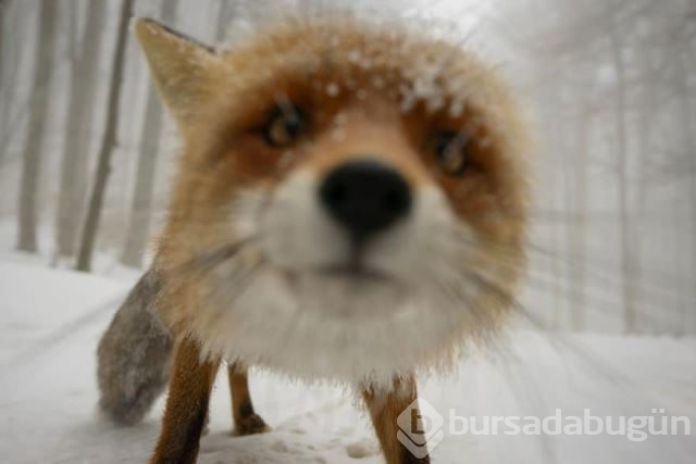 Doğadaki hayvanların fotoğraf merakı