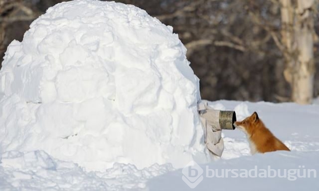 Doğadaki hayvanların fotoğraf merakı