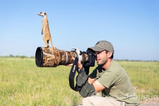Doğadaki hayvanların fotoğraf merakı