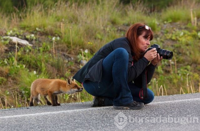 Doğadaki hayvanların fotoğraf merakı