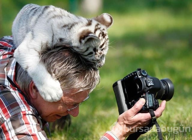 Doğadaki hayvanların fotoğraf merakı