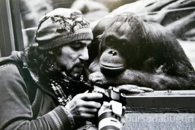 Doğadaki hayvanların fotoğraf merakı