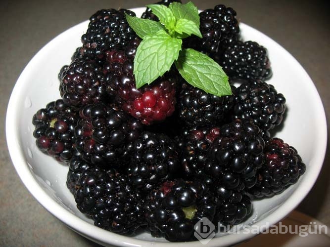 Bakteri savaşçısı böğürtlen