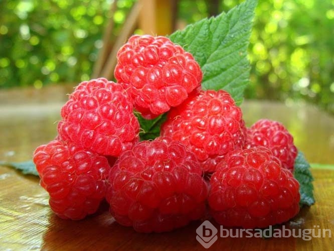 Bakteri savaşçısı böğürtlen