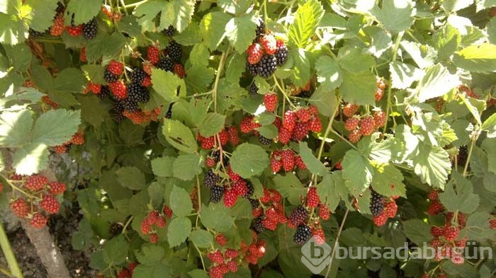Bakteri savaşçısı böğürtlen