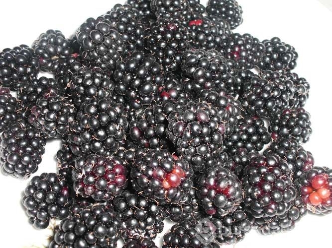 Bakteri savaşçısı böğürtlen