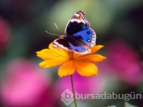 Parmak izi gibi kullanılmış olsaydı...