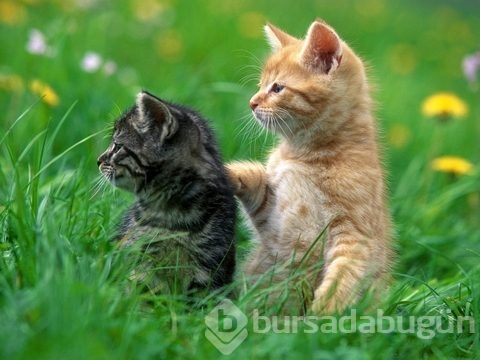 Parmak izi gibi kullanılmış olsaydı...