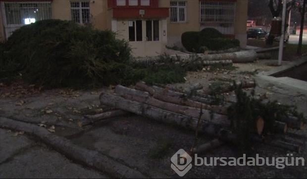 Yılbaşı için çam ağaçlarını kestiler