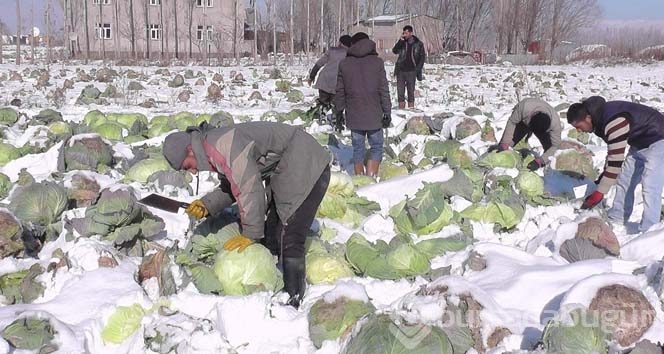 Lahanalar kar altında kaldı