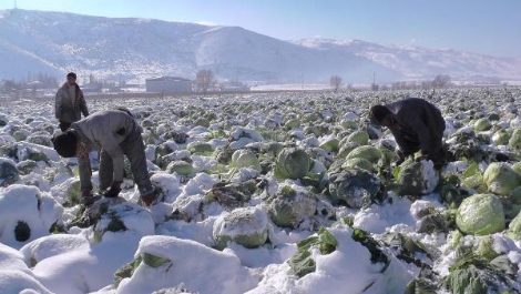 Lahanalar kar altında kaldı