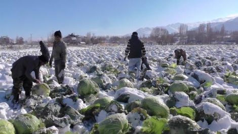 Lahanalar kar altında kaldı