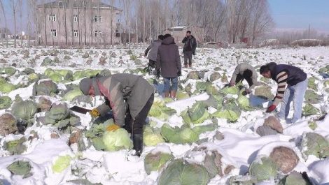 Lahanalar kar altında kaldı