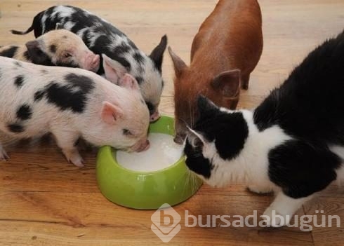 Plajı karıştırdı!