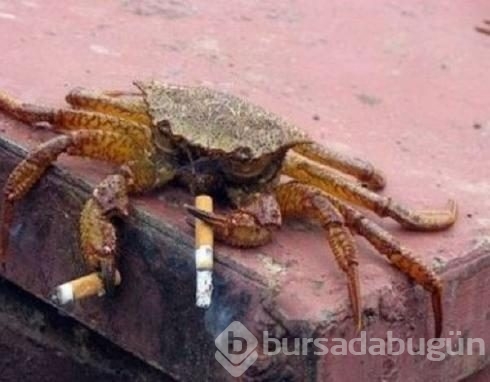 Plajı karıştırdı!