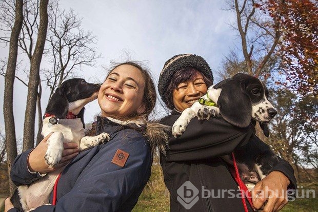 Dünyanın ilk köpek tüp bebekleri