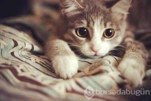 İslam'da kedinin yeri	