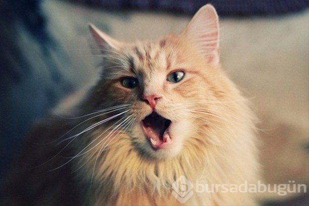 İslam'da kedinin yeri	