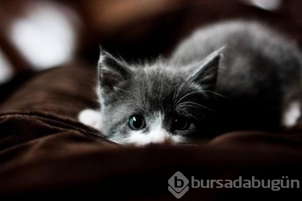 İslam'da kedinin yeri	