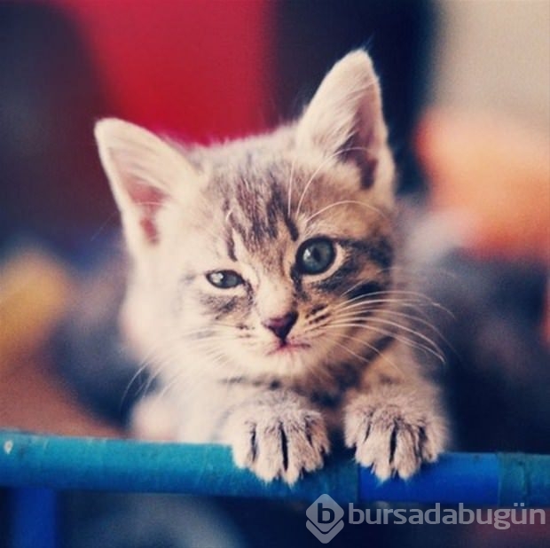 İslam'da kedinin yeri	