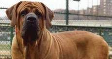 Dünyanın en güçlü köpeği o çıktı