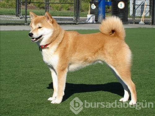 Dünyanın en güçlü köpeği o çıktı