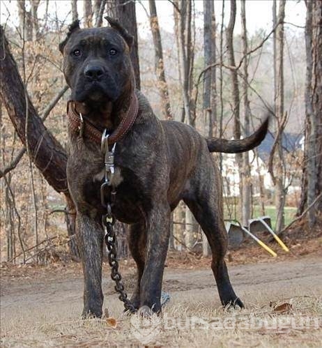 Dünyanın en güçlü köpeği o çıktı