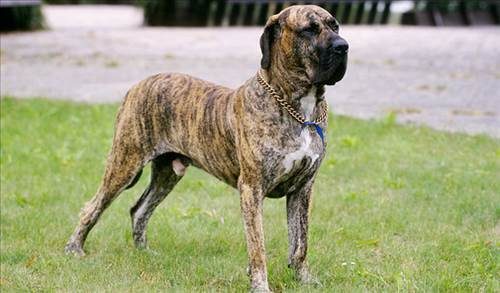 Dünyanın en güçlü köpeği o çıktı