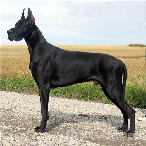 Dünyanın en güçlü köpeği o çıktı