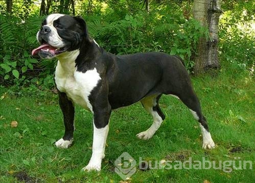Dünyanın en güçlü köpeği o çıktı