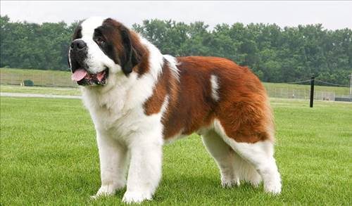 Dünyanın en güçlü köpeği o çıktı