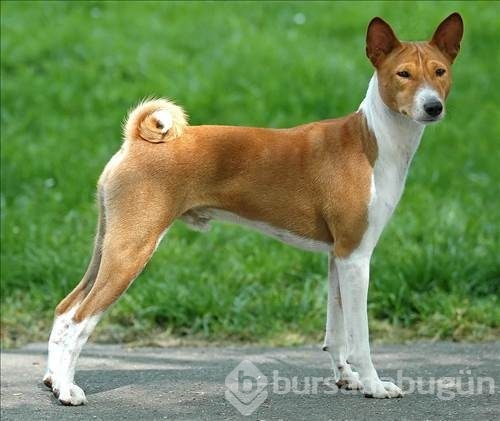 Dünyanın en güçlü köpeği o çıktı