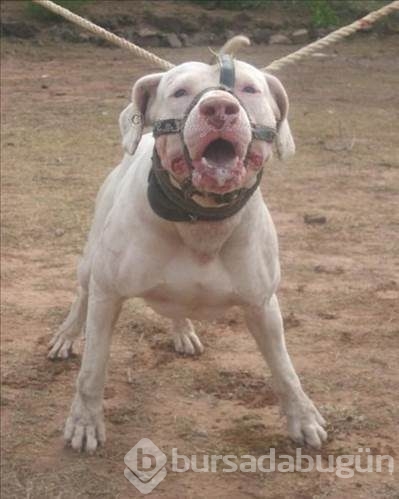 Dünyanın en güçlü köpeği o çıktı